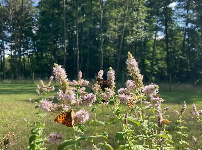 Nyaraló Uroczy Drewniany W Charzykowach